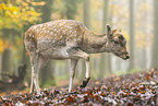 fallow deer
