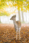 fallow deer