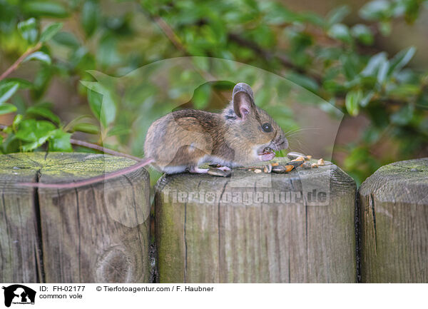 Feldmaus / common vole / FH-02177
