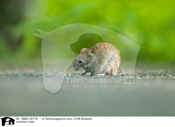 Feldmaus / common vole / DMS-10719