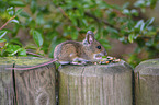 common vole