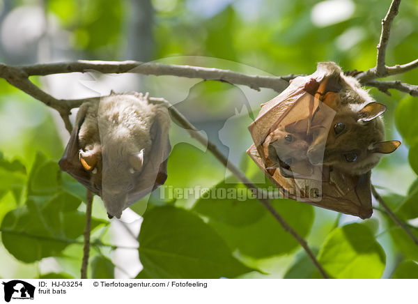 fruit bats / HJ-03254