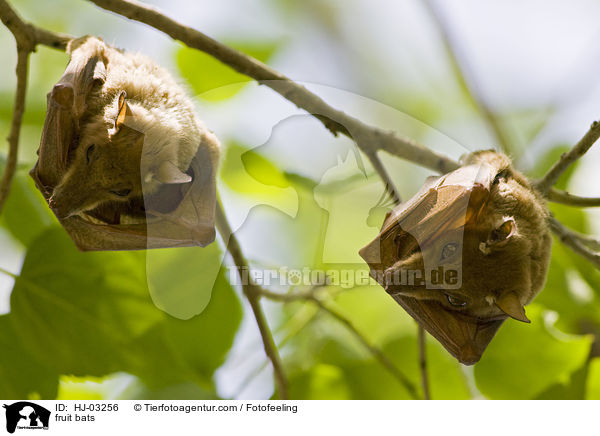 fruit bats / HJ-03256