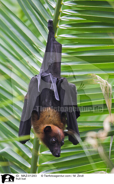 Flughund / fruit bat / MAZ-01283