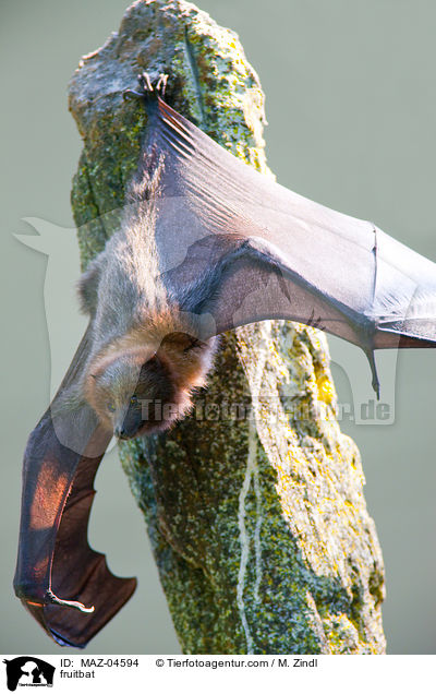 fruitbat / MAZ-04594
