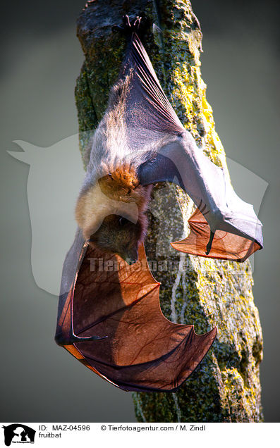 Flughund / fruitbat / MAZ-04596
