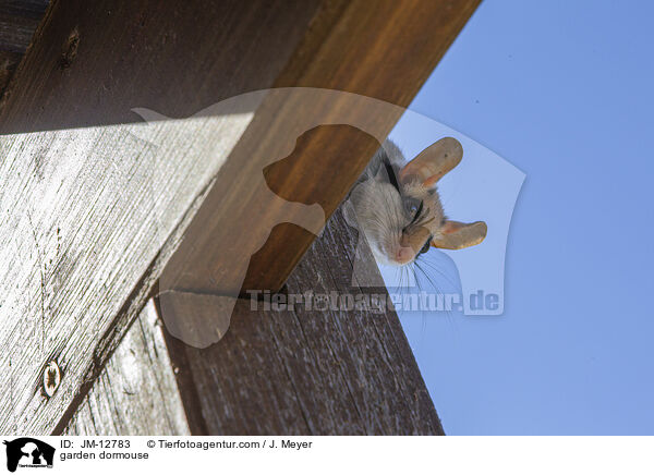Gartenschlfer / garden dormouse / JM-12783