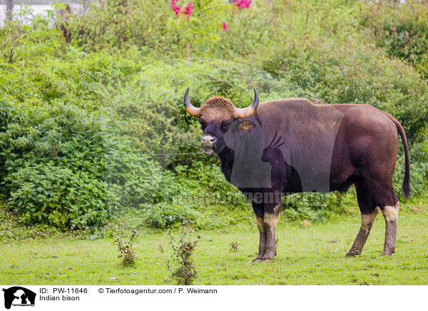 Indian bison / PW-11646