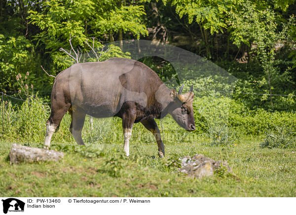 Indian bison / PW-13460