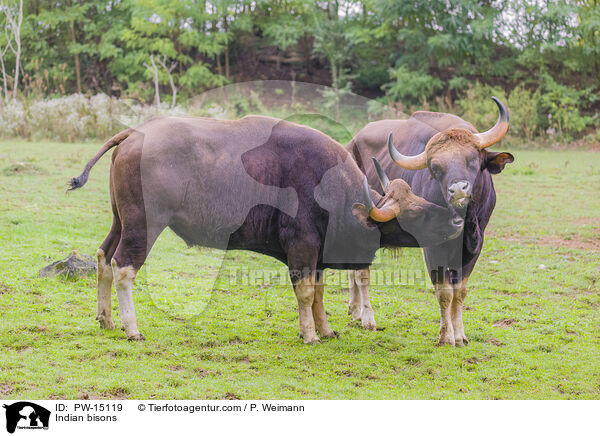 Indian bisons / PW-15119