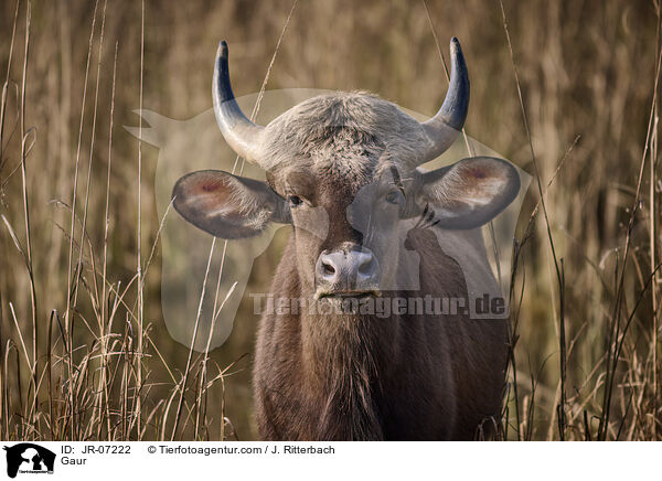 Gaur / Gaur / JR-07222