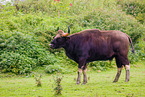 Indian bison