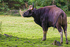 Indian bison