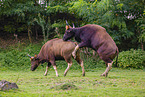Indian bisons