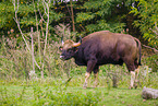 Indian bison