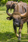Indian bison