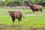 Indian bisons