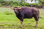 Indian bison