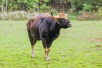 Indian bison