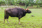 Indian bison