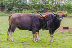 Indian bisons