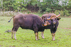 Indian bisons
