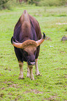 Indian bison