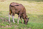 Indian bison
