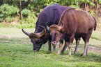 Indian bisons