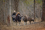 Gaur