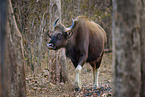 Gaur