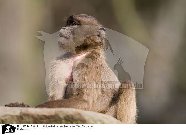 Baboon / WS-01961