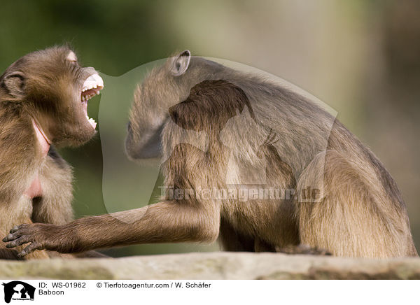 Baboon / WS-01962