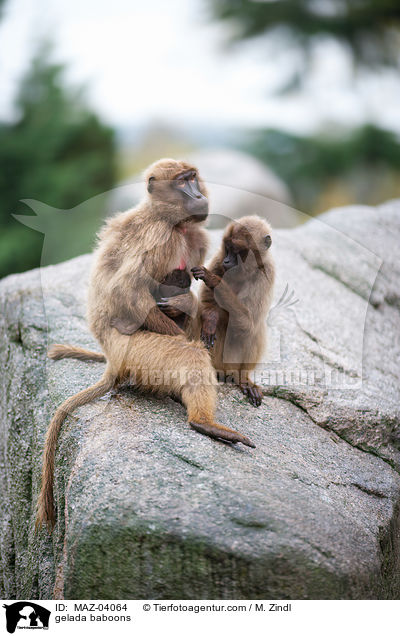 Blutbrustpaviane / gelada baboons / MAZ-04064