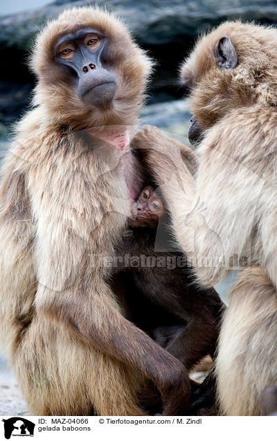 Blutbrustpaviane / gelada baboons / MAZ-04066