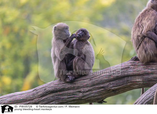junge Blutbrustpaviane / young bleeding-heart monkeys / PW-05728