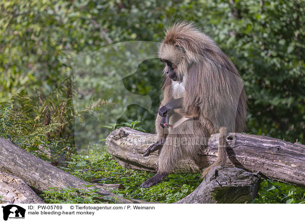 mnnlicher Blutbrustpavian / male bleeding-heart monkey / PW-05769