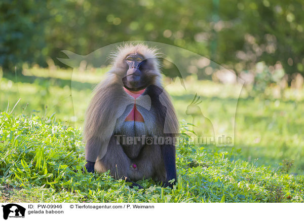 Blutbrustpavian / gelada baboon / PW-09946