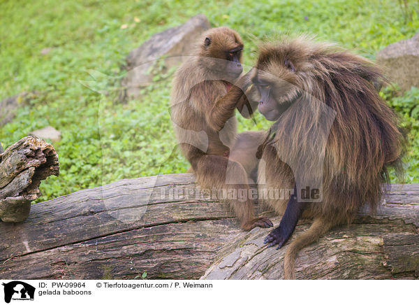 Blutbrustpaviane / gelada baboons / PW-09964