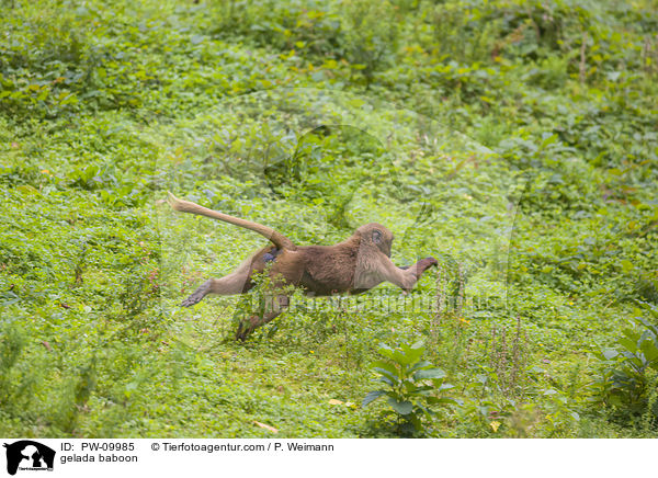 Blutbrustpavian / gelada baboon / PW-09985