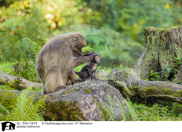 Blutbrustpaviane / gelada baboons / PW-11674