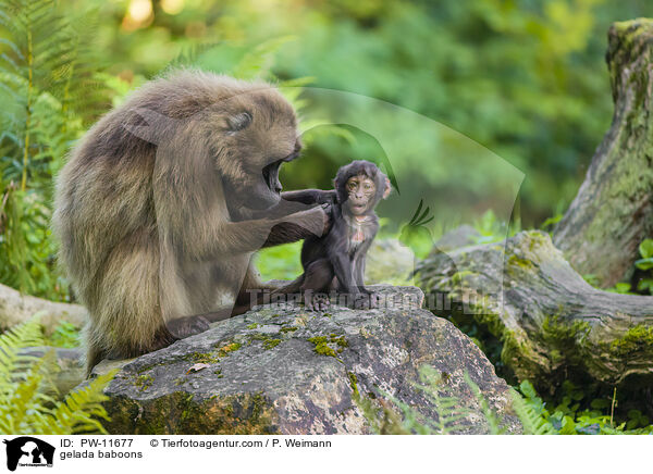 Blutbrustpaviane / gelada baboons / PW-11677