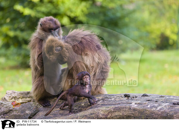 Blutbrustpaviane / gelada baboons / PW-11734