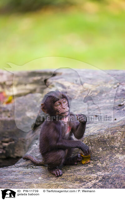 Blutbrustpavian / gelada baboon / PW-11739