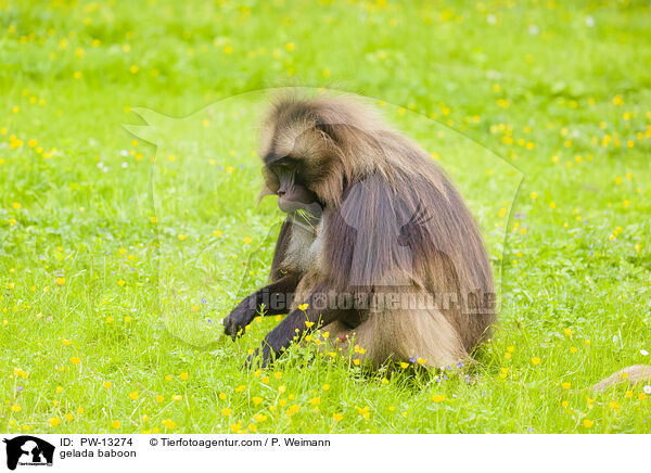 Blutbrustpavian / gelada baboon / PW-13274