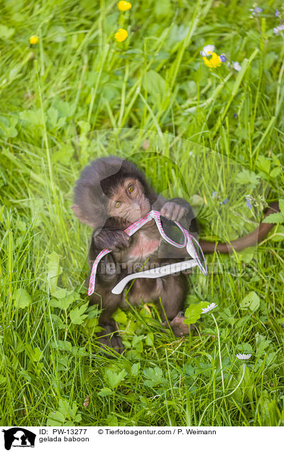 Blutbrustpavian / gelada baboon / PW-13277