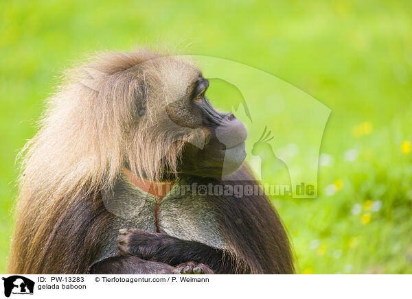 Blutbrustpavian / gelada baboon / PW-13283