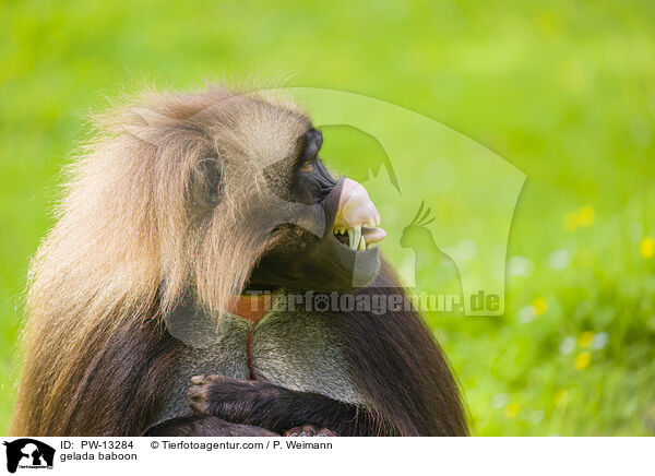 Blutbrustpavian / gelada baboon / PW-13284