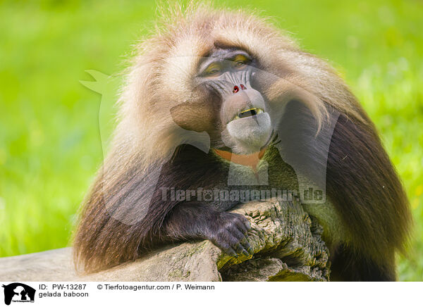 Blutbrustpavian / gelada baboon / PW-13287