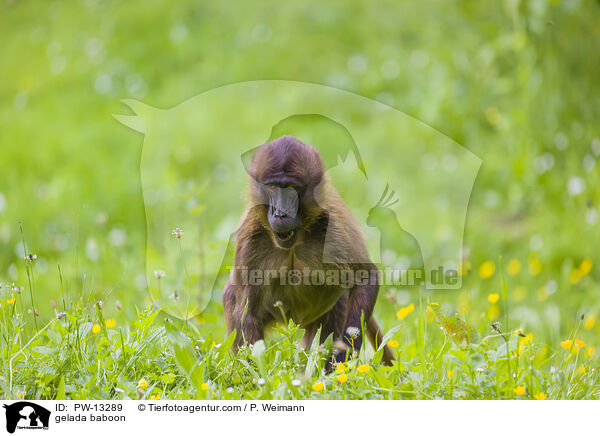 Blutbrustpavian / gelada baboon / PW-13289